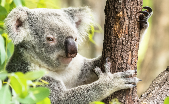 Protect Koalas - Stop Extinction | The Greens